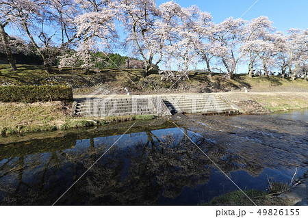 鮎河の千本桜 49826155