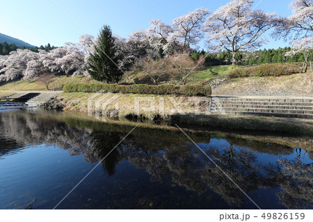 鮎河の千本桜 鮎河の千本桜 49826159