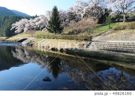 鮎河の千本桜 49826160