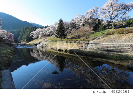 鮎河の千本桜 鮎河の千本桜 49826161