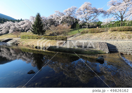 鮎河の千本桜 鮎河の千本桜 49826162