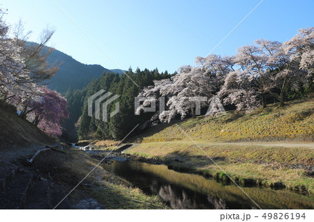 鮎河の千本桜 鮎河の千本桜 49826194