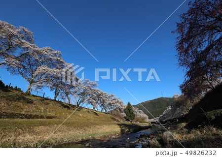 鮎河の千本桜 49826232