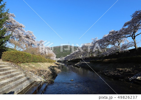 鮎河の千本桜 49826237