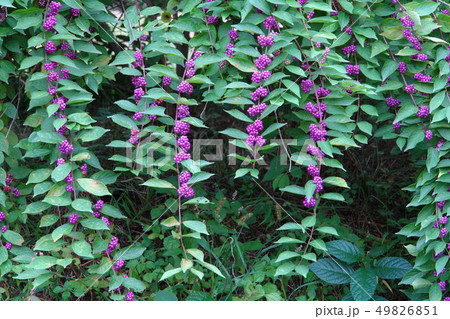 いくつかのムラサキシキブ か 木 49826851