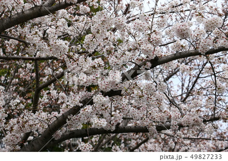サクラ　（桜） 49827233