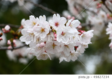 サクラ　（桜） 49827234