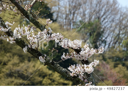 サクラ　（桜） 49827237