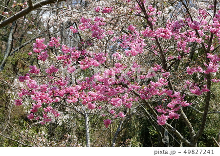 サクラ　（桜） 49827241