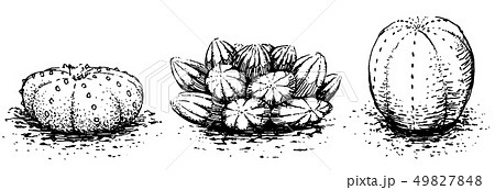 多肉植物とサボテン 多肉植物とサボテン 49827848