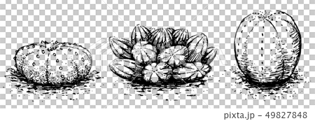 多肉植物とサボテン 多肉植物とサボテン 49827848