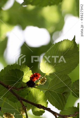 クワの実 49827942