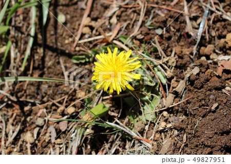 小さいタンポポ 49827951