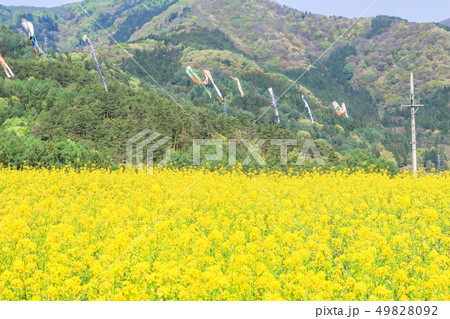 Beautiful Yellow flowers blossoming in  spring 49828092
