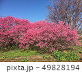 春 桜 49828194
