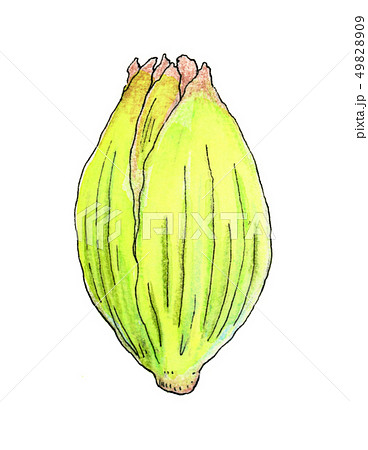 ふきのとう wild vegetables ふきのとう wild vegetables 49828909