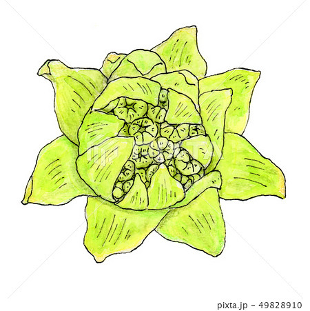 ふきのとう2　wild vegetables 49828910