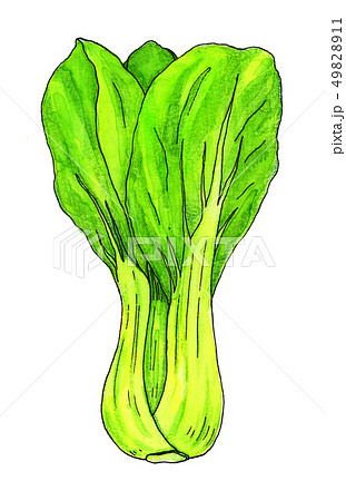 青梗菜 pak choi 青梗菜 pak choi 49828911