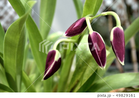 洋蘭ミルトニア 花のつぼみ 洋蘭ミルトニア 花のつぼみ 49829161