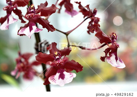 洋蘭オンシジウム 赤い花の写真素材
