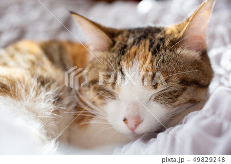 ミケ猫さんの可愛い寝顔 49829248