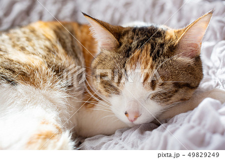 ミケ猫さんの可愛い寝顔の写真素材