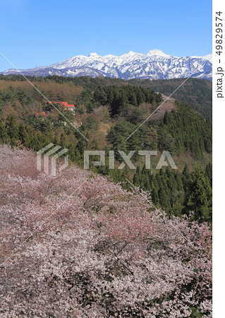 満開の桜と新潟焼山　糸魚川市美山公園 49829574