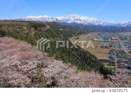 満開の桜と頸城アルプス 糸魚川市美山公園 満開の桜と頸城アルプス 糸魚川市美山公園 49829575