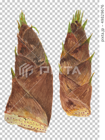 Phyllostachys heterocycla Moso bamboo（Takenoko） 49829676