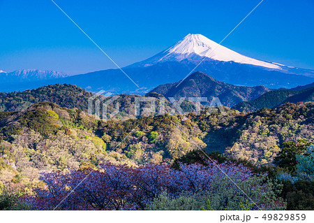 （静岡県）伊豆の国市・葛城山から望む、富士山 49829859
