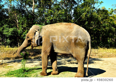 ヨコハマズーラシア動物園インドゾウ ヨコハマズーラシア動物園インドゾウ 49830260