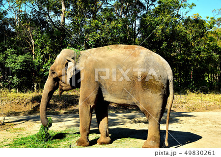 ヨコハマズーラシア動物園インドゾウ ヨコハマズーラシア動物園インドゾウ 49830261