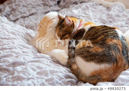 ベッドで眠る2匹のお猫様 49830273