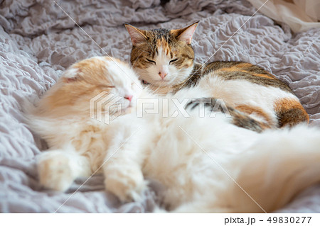 ベッドで眠る2匹のお猫様 49830277