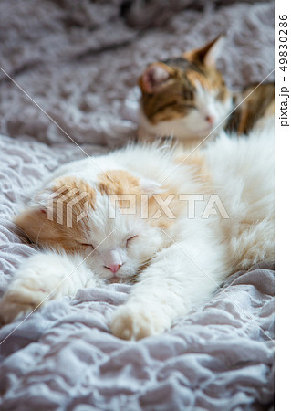ベッドで眠る2匹のお猫様 ベッドで眠る2匹のお猫様 49830286