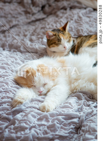 ベッドで眠る2匹のお猫様 ベッドで眠る2匹のお猫様 49830288