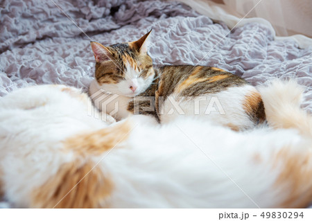 ベッドで眠る2匹のお猫様 49830294