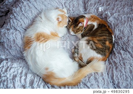 ベッドで眠る2匹のお猫様 49830295
