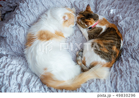 ベッドで眠る2匹のお猫様 49830296