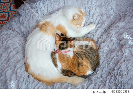 ベッドで眠る2匹のお猫様 ベッドで眠る2匹のお猫様 49830298