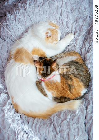 ベッドで眠る2匹のお猫様 49830299