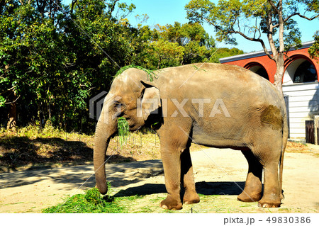 ヨコハマズーラシア動物園インドゾウ ヨコハマズーラシア動物園インドゾウ 49830386
