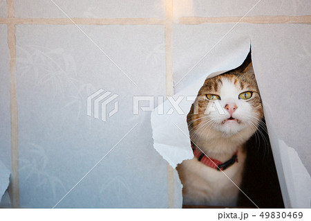 障子の隙間から覗く三毛猫さん 49830469