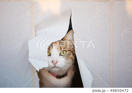 障子の隙間から覗く三毛猫さん 49830472