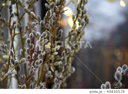 Willow branches on a blurred background. Spring 49830576