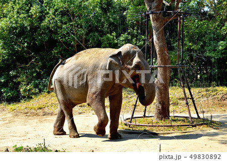 ヨコハマズーラシア動物園インドゾウ ヨコハマズーラシア動物園インドゾウ 49830892
