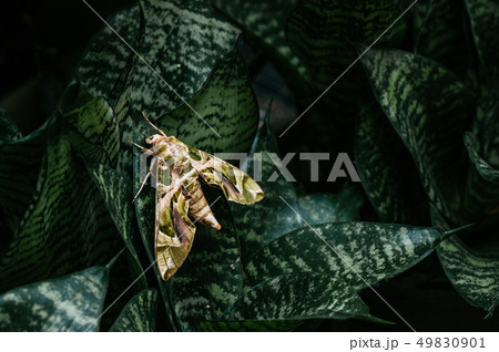 Oleander hawk-moth - Army green moth on snake 49830901
