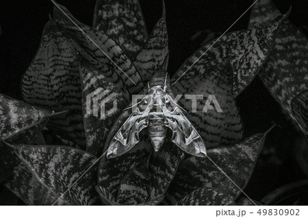 Oleander hawk-moth - Army green moth on snake 49830902