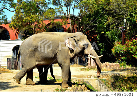 ヨコハマズーラシア動物園インドゾウ ヨコハマズーラシア動物園インドゾウ 49831001