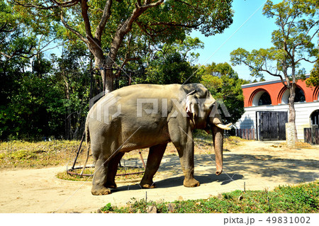 ヨコハマズーラシア動物園インドゾウ ヨコハマズーラシア動物園インドゾウ 49831002